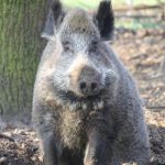 Erinnerungen an Emely, das kluge Wildschwein aus Bokelberge