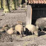 Wildschweine im Tiergarten Hannover