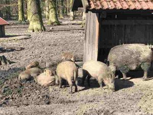 Wildschweine im Tiergarten Hannover