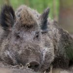 Emely, das kluge Wildschwein in Bokelberge