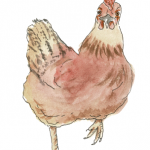 Bruni, das Huhn