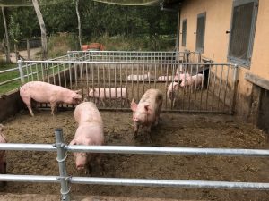 glückliche Schweine auf dem Hof in Isenbüttel