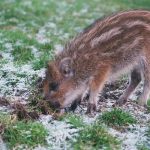 Emely, das kluge Wildschwein