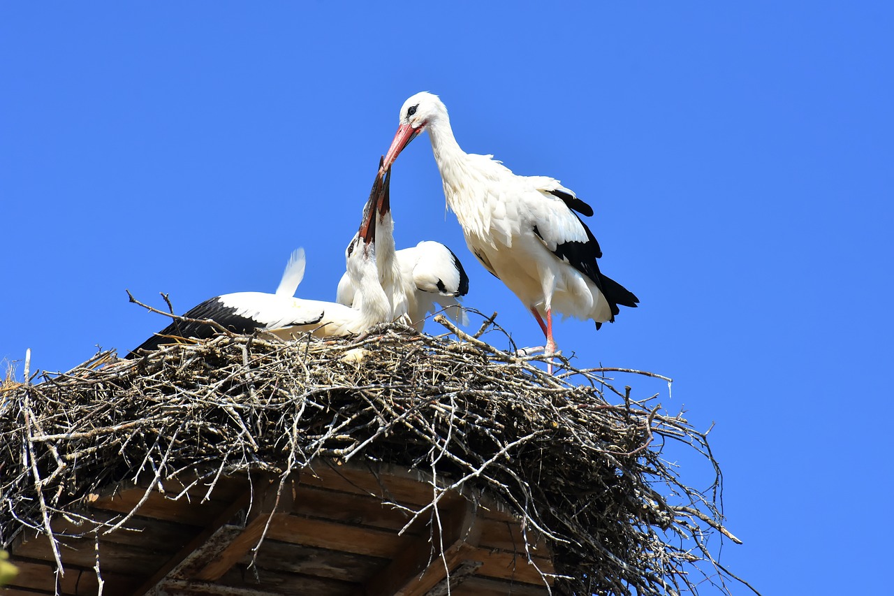 Storch beim Nestbau, Foto von Pixabay