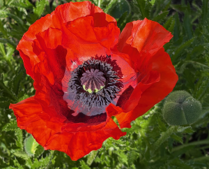 Klatschmohn