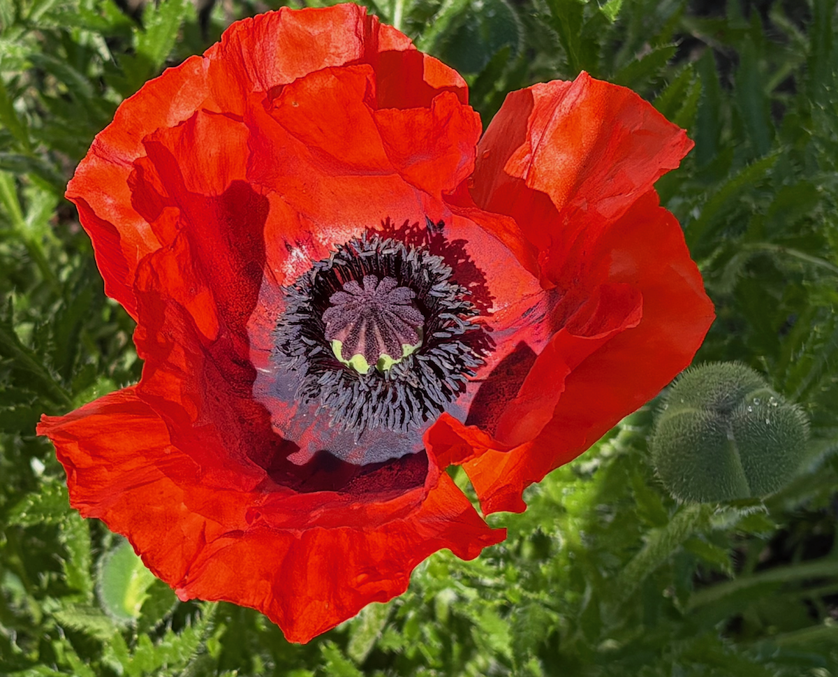 Klatschmohn